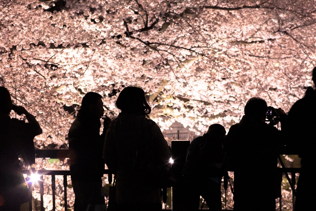 幻想的な夜桜を楽しむ 関東の穴場21 Top10 イベント物語